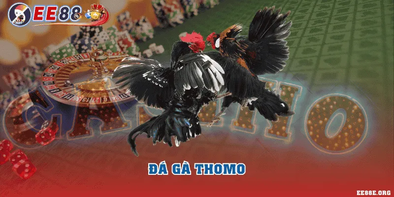 Đá gà Thomo
